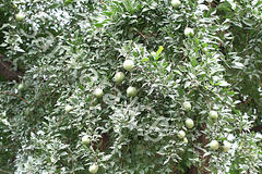 Aegle marmelos